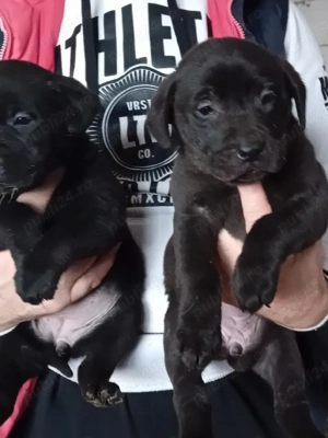 Caței  Labdor  Retriver