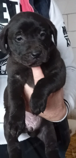 Caței  Labdor  Retriver - imagine 5