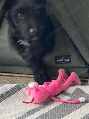 Pui de ciobănesc corb cu pedigree  - imagine 3