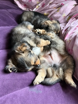 vand pui catel 6 saptamani  - imagine 4