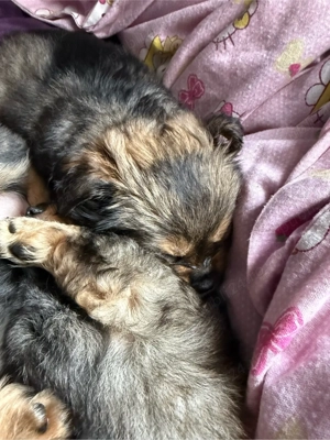 vand pui catel 6 saptamani  - imagine 3