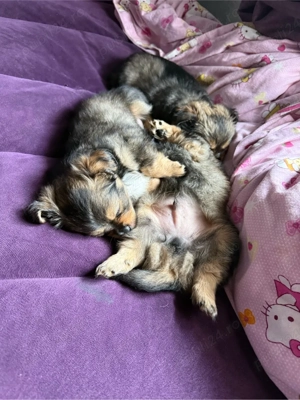 vand pui catel 6 saptamani  - imagine 2