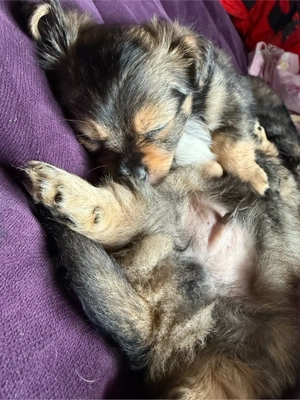 vand pui catel 6 saptamani  - imagine 5