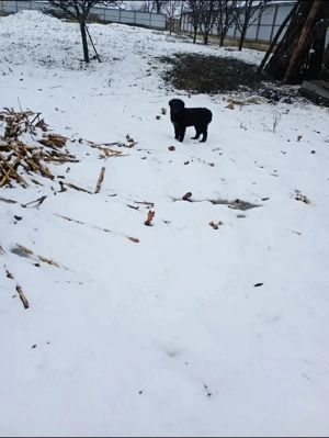 Femela Ciobanesc Corb 