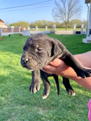 Donez pui Cane corso 3luni + - imagine 2