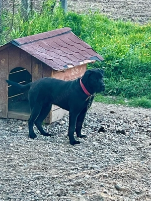 Donez pui Cane corso 3luni + - imagine 3