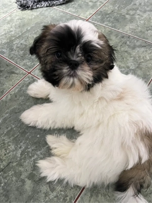 Baietel si fetita Shih Tzu - imagine 4