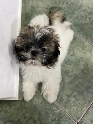 Baietel si fetita Shih Tzu - imagine 3