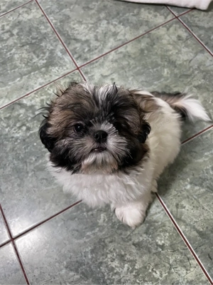 Baietel si fetita Shih Tzu - imagine 2
