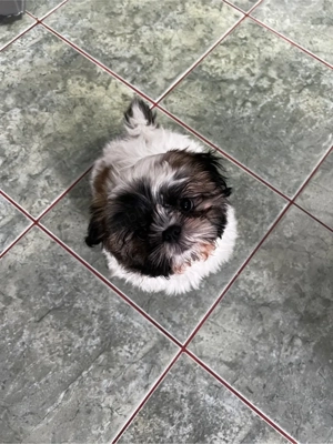 Baietel si fetita Shih Tzu - imagine 5