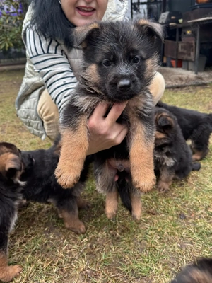 pui ciobanesc german - imagine 3