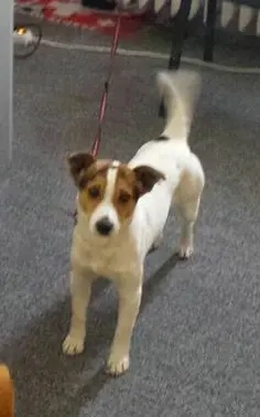 Jack russel Terrier