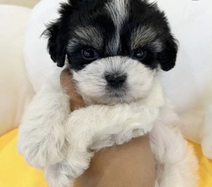 Bichon havanez mascul - imagine 2