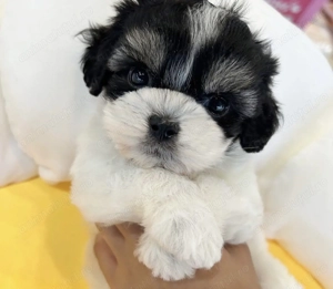 Bichon havanez mascul