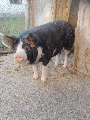 vând porc  - imagine 2