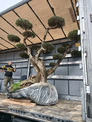 Doresc angajare  - imagine 3