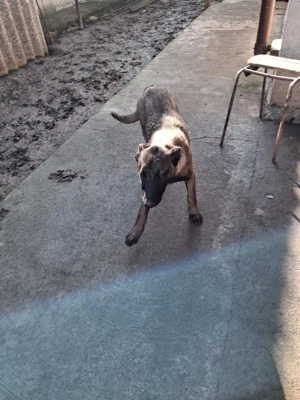 De vânzare  - imagine 2