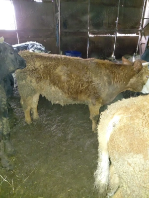 Vitei de vanzare - imagine 2