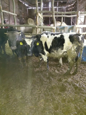 Vitei de vanzare - imagine 4