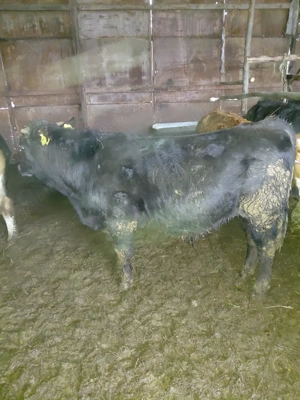 Vitei de vanzare - imagine 3