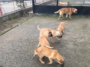 Donez cateluse ciobanesc belgian