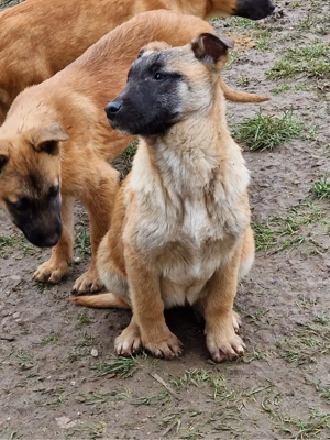 Donez cateluse ciobanesc belgian - imagine 3