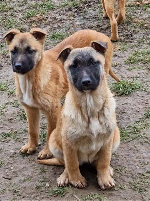 Donez cateluse ciobanesc belgian - imagine 2