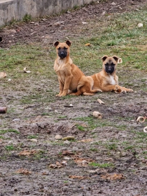 Donez cateluse ciobanesc belgian - imagine 4