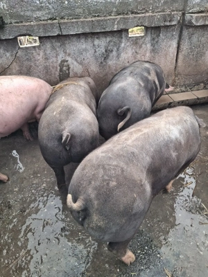 vind porci  intre 120-150 - imagine 2