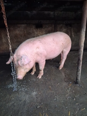 vind porci - imagine 3