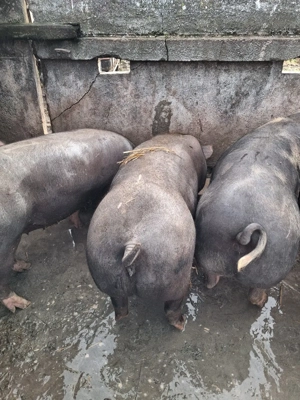 vind porci - imagine 2