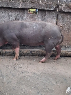 vind porci - imagine 4