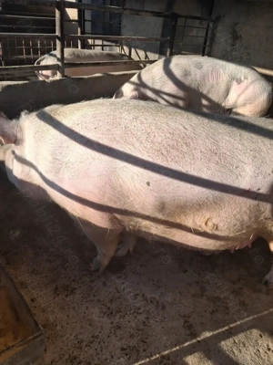 de vânzare 2 scroafe 290..330 kg rasă marele alb ofer transport la nevoie  - imagine 2