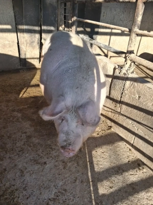 de vânzare 2 scroafe 290..330 kg rasă marele alb ofer transport la nevoie  - imagine 4
