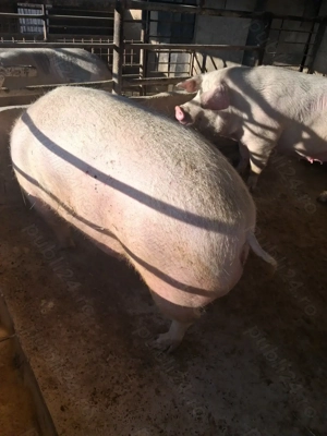 de vânzare 2 scroafe 290..330 kg rasă marele alb ofer transport la nevoie  - imagine 3