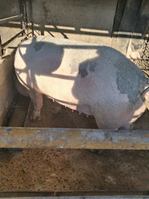 de vânzare 2 scroafe 290..330 kg rasă marele alb ofer transport la nevoie  - imagine 5