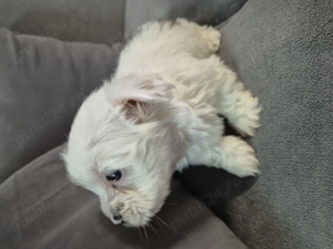 Cățeluși bichon havanez de vânzare 