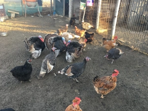 Curci și curcani disponibili.. - imagine 2