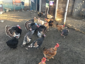 Curci și curcani disponibili.. - imagine 3