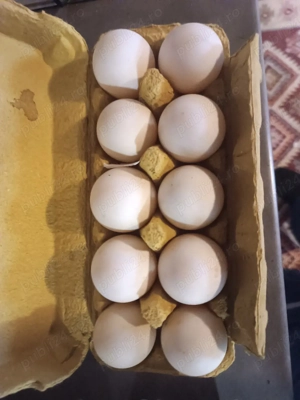 ouă de rată românească! - imagine 3