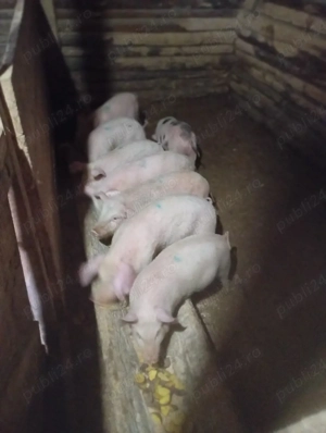 purcei de vânzare  - imagine 2