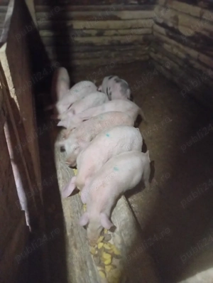 purcei de vânzare  - imagine 4