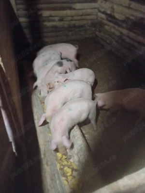 purcei de vânzare  - imagine 3