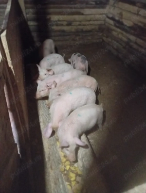 purcei de vânzare  - imagine 5