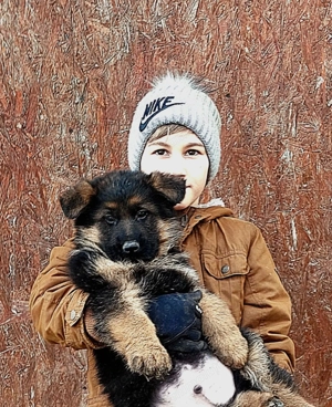 Cățel ciobănesc german cu pedigree - imagine 3