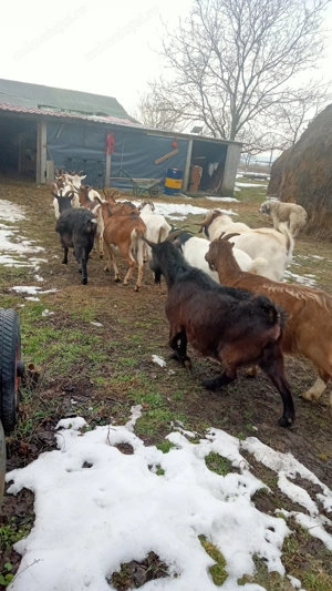 Vând capre bune de lapte  - imagine 3