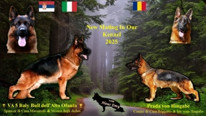 Cățel ciobănesc german cu pedigree - imagine 4