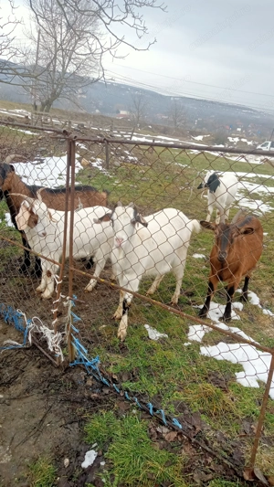 Vând capre bune de lapte  - imagine 5