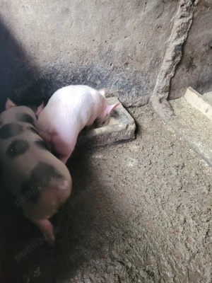 porci de vanzare. - imagine 2
