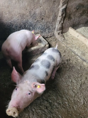 porci de vanzare. - imagine 3